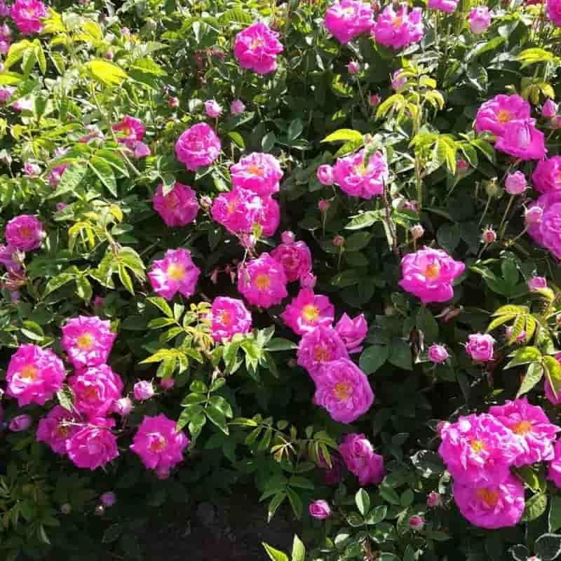 تصویر 1 از گل محمدی بوته ای تازه با عطر طبیعی و ماندگاری بالا